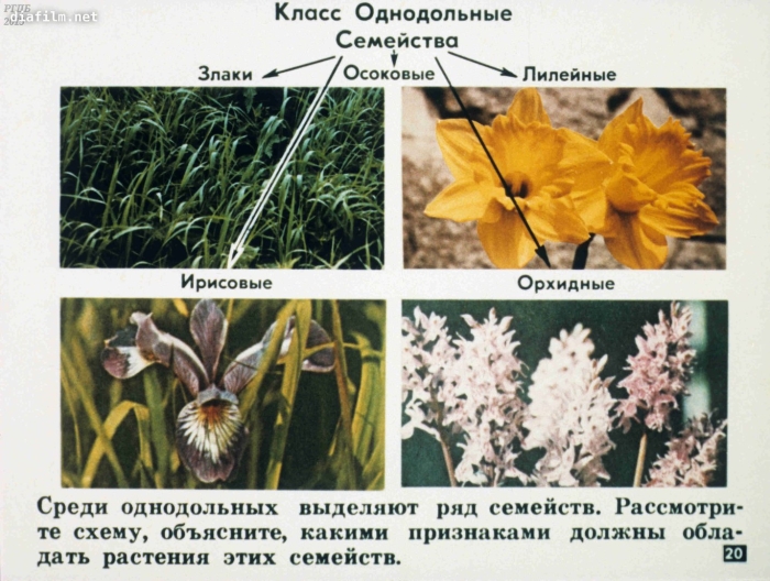 Семейство однодольных лилейные злаки луковые