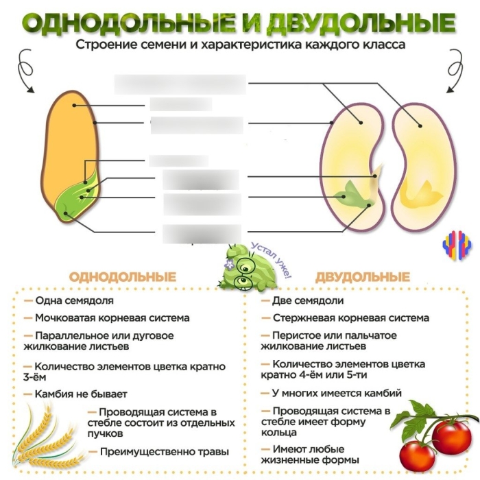 Сравнение семян двудольных и однодольных растений