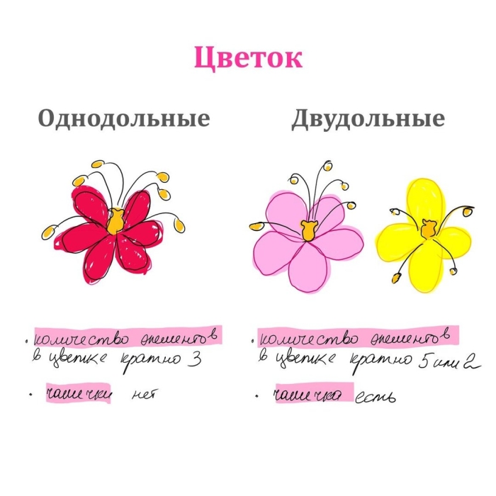 Цветок однодольных и двудольных