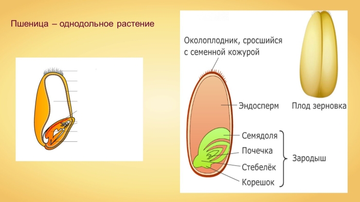 Пшеница строение однодольных растений