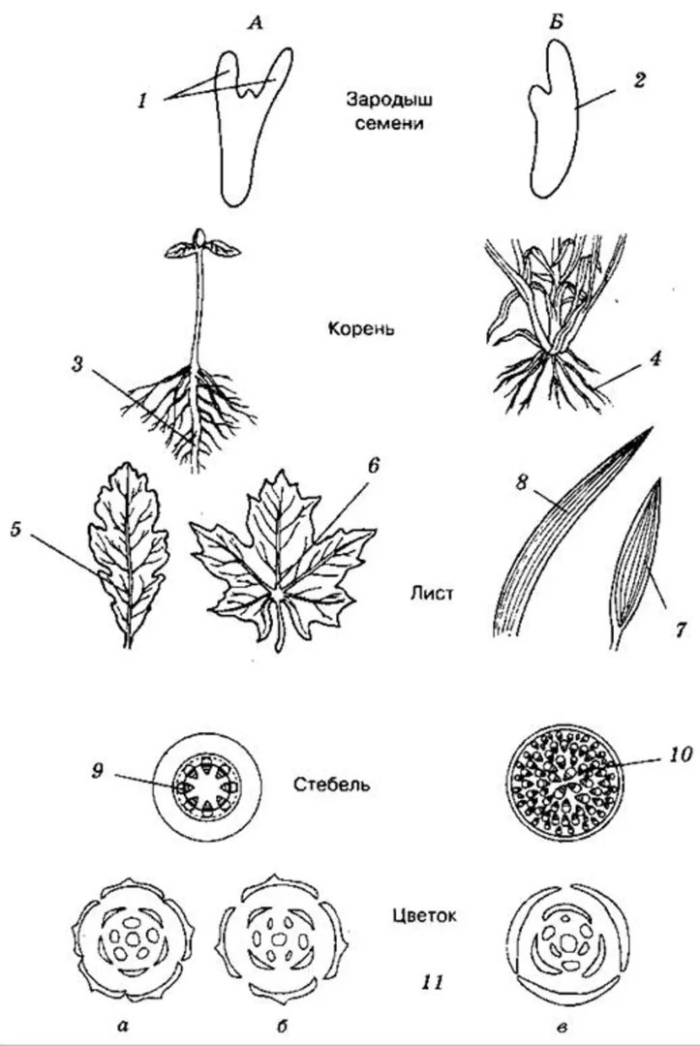 Цветки однодольных и двудольных растений