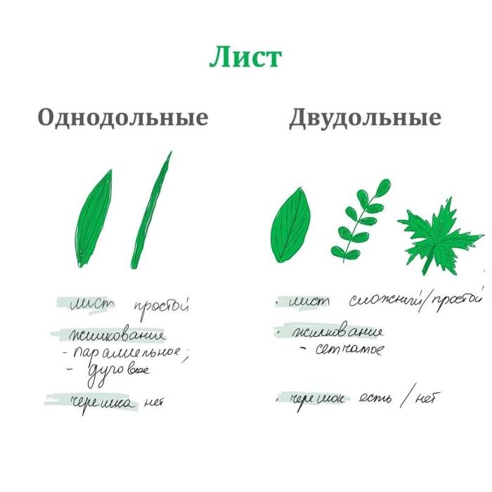 Жилкование листьев у однодольных и двудольных растений