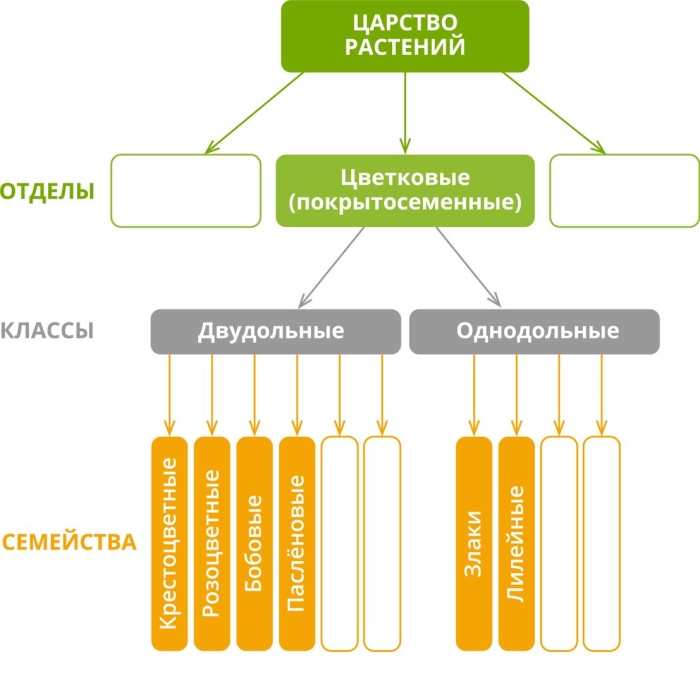 Семейство растений класс однодольные 7