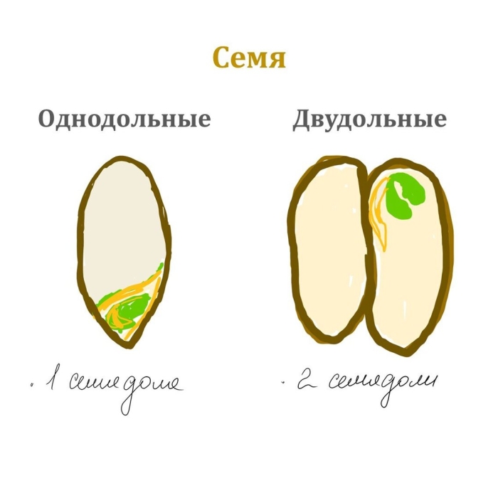 Строение семян лабораторная работа изучение строения однодольных и двудольных растений