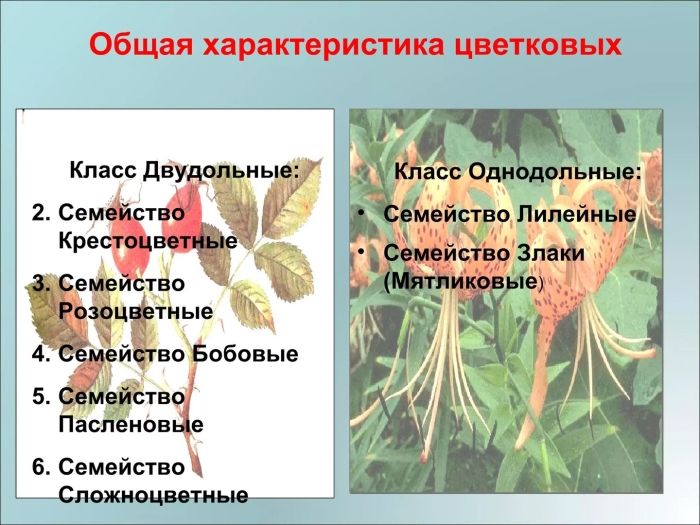 Характеристика семейства крестоцветные