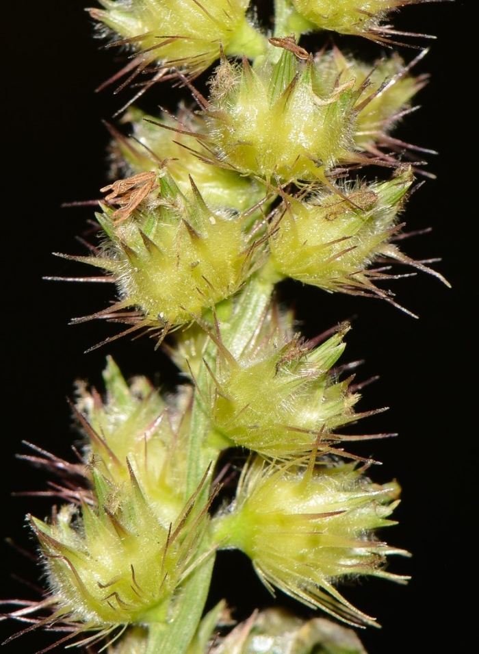 Ценхрус малоцветковый