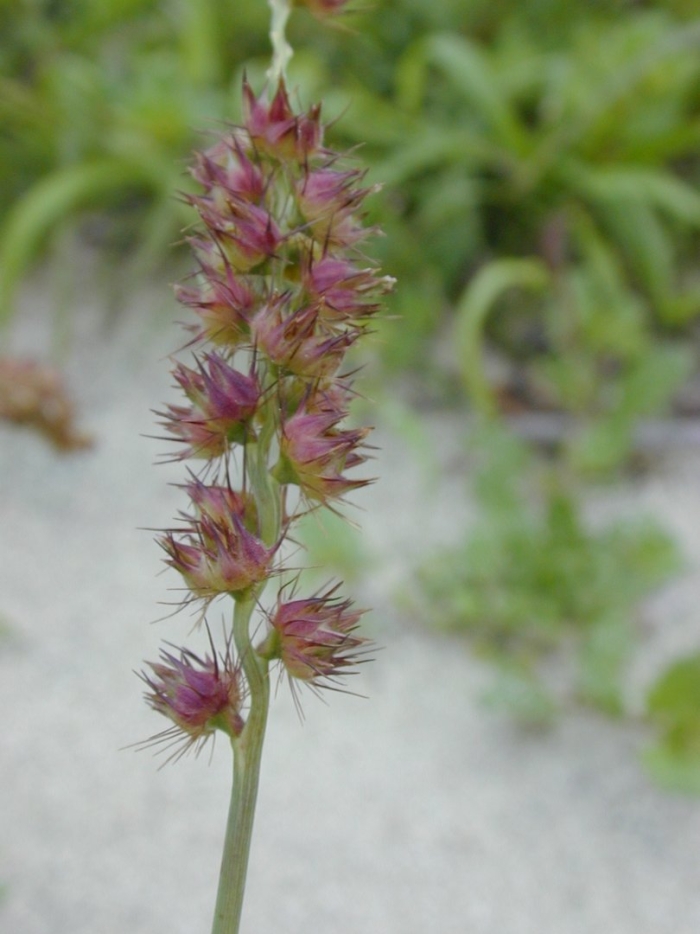 Колючещетинник длинношипый