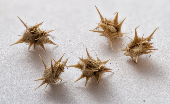 Колючка якорцы стелющиеся