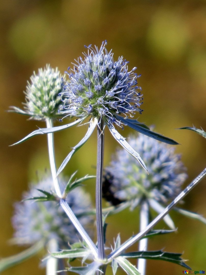 Синеголовник плосколистный eryngium planum