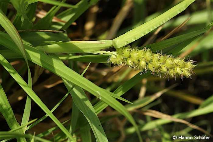 Колючие сорняки