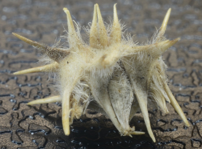 Ценхрус длинноколючковый семена