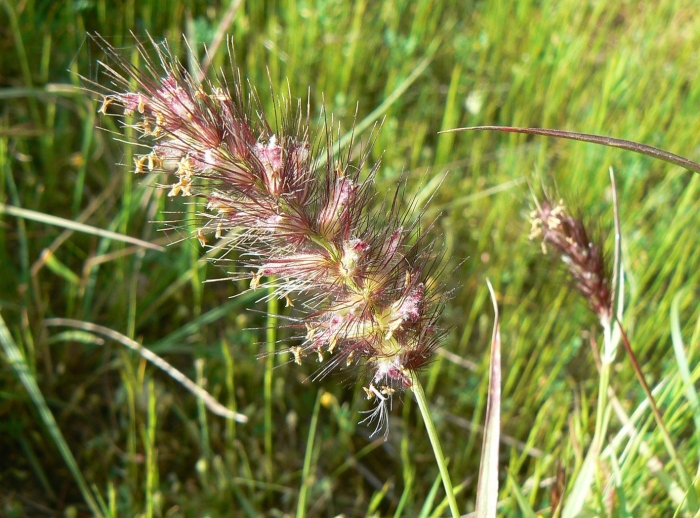 Pennisetum alopecuroides