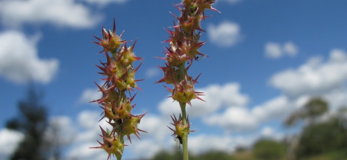 Ценхрус малоцветковый