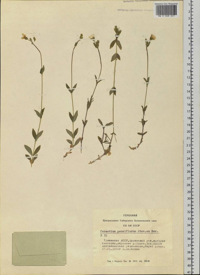 Cerastium pauciflorum
