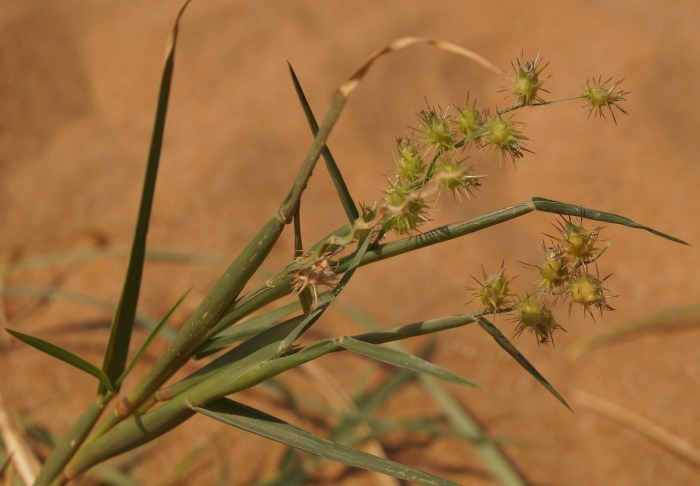 Ценхрус карантинный сорняк