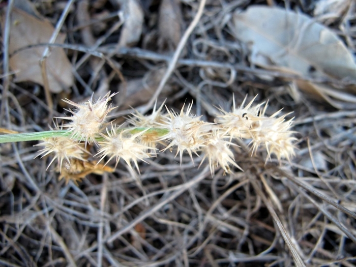 Cenchrus longispinus