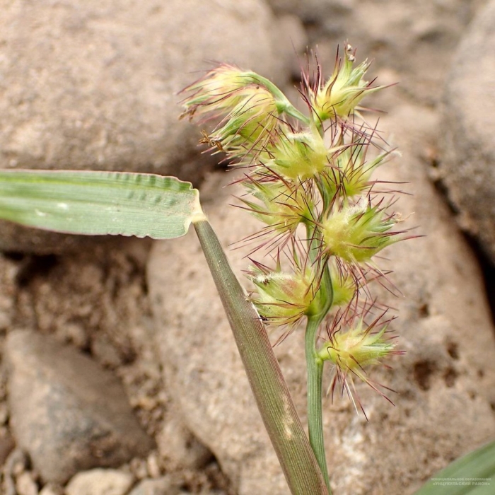 Cenchrus longispinus
