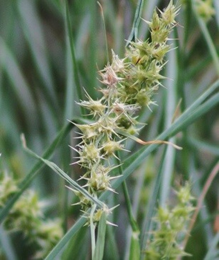 Carex subg