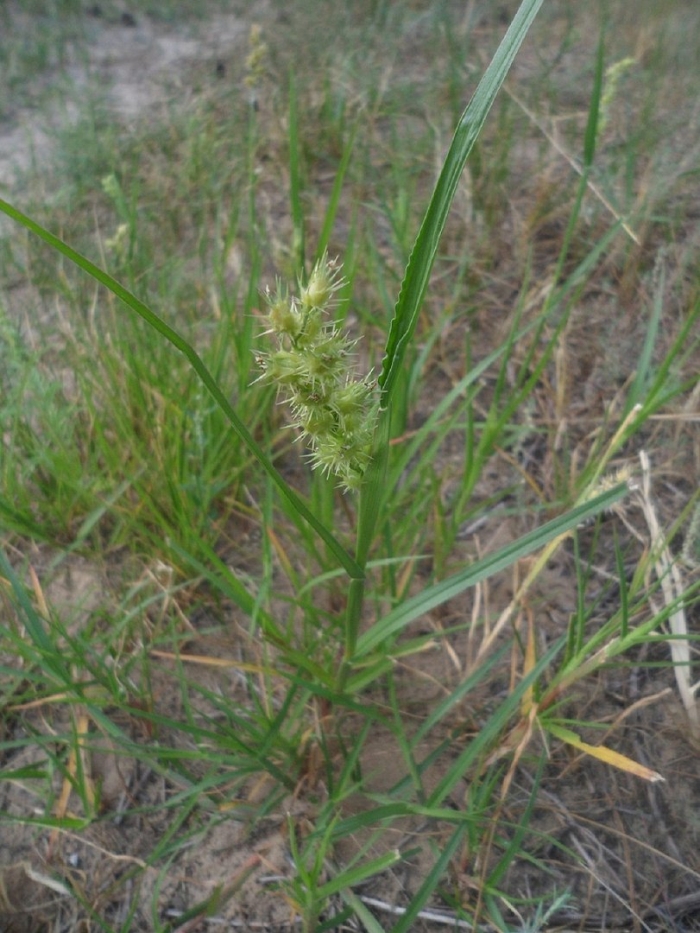 Карантинные сорняки