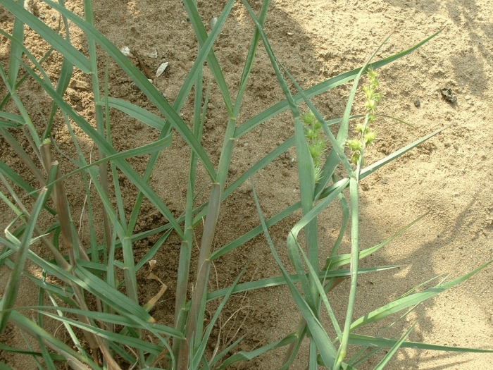 Колосняк песчаный элимус гигантский