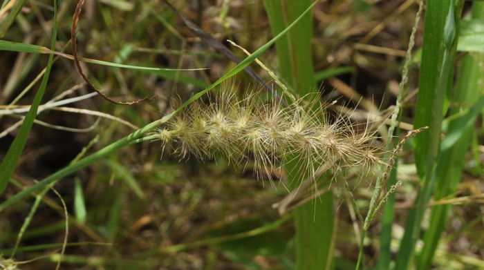 Ценхрус малоцветковый сорняк