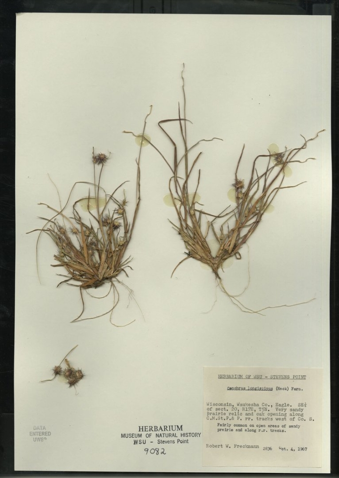 Пушица eriophorum vaginatum