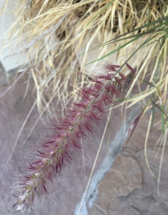 Pennisetum setaceum rubrum