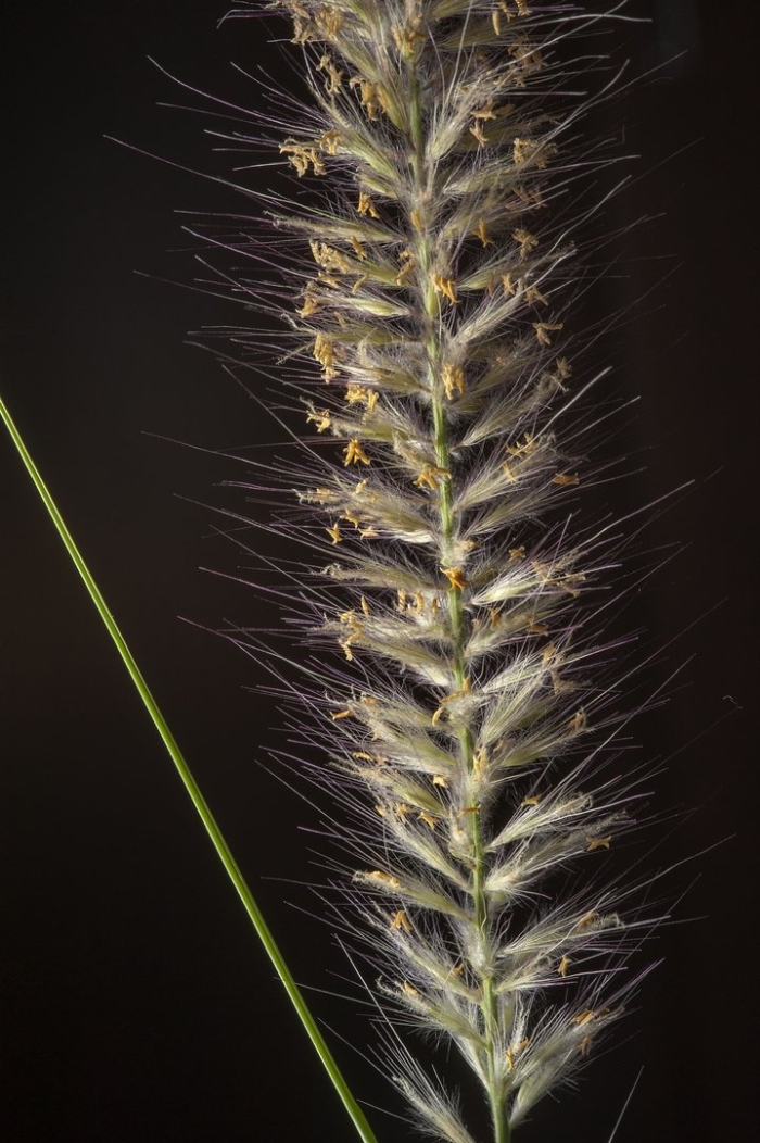 Ценхруса длинноколючкового