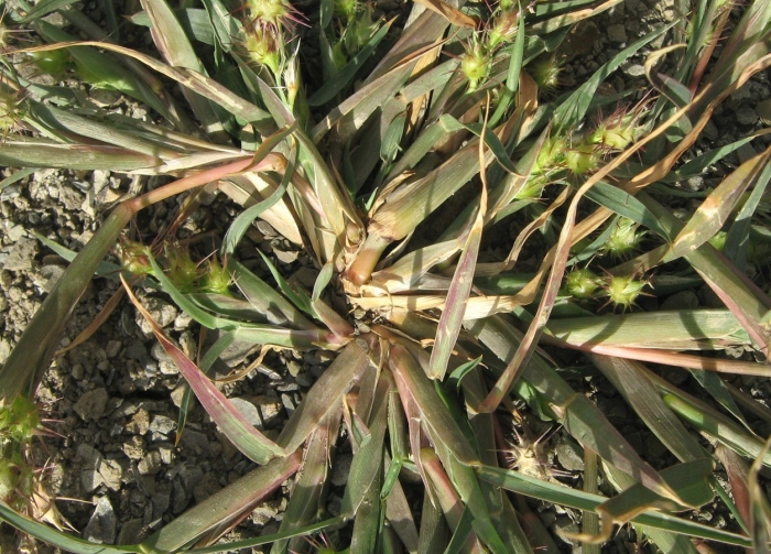 Echinochloa esculenta