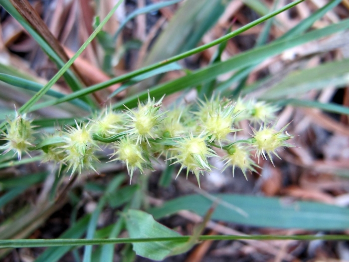 Дурнишник колючий