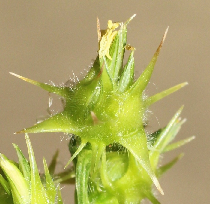 Salsola tragus