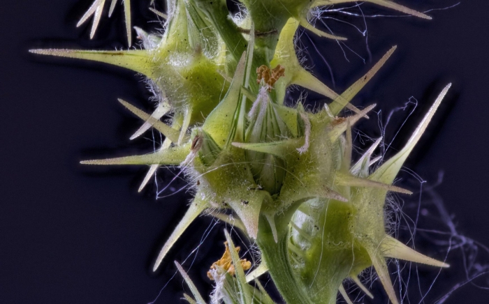 Ценхрус длинноколючковый (cenchrus longispinus (hack)