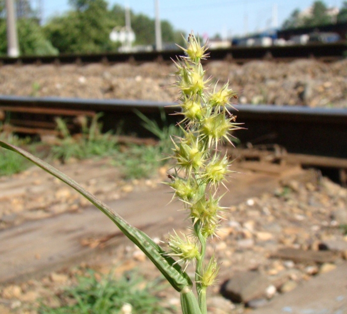 Колючещетинник длинношипый