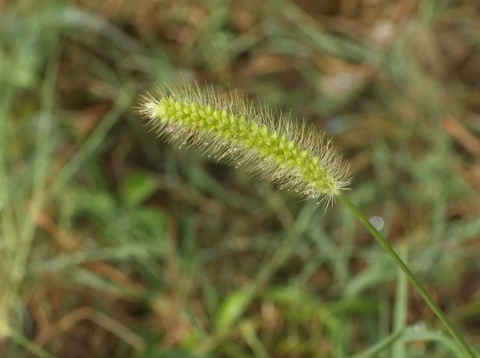 Щетинник зелёный (setaria viridis)