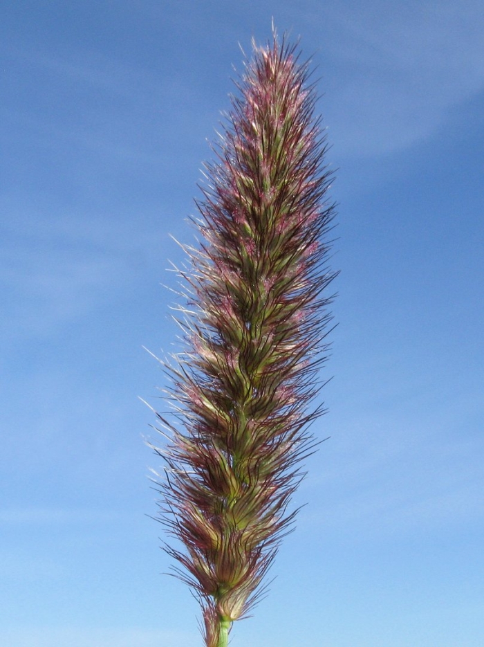 Pennisetum polystachion