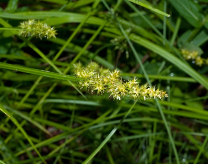 Ценхрус длинноколючковый