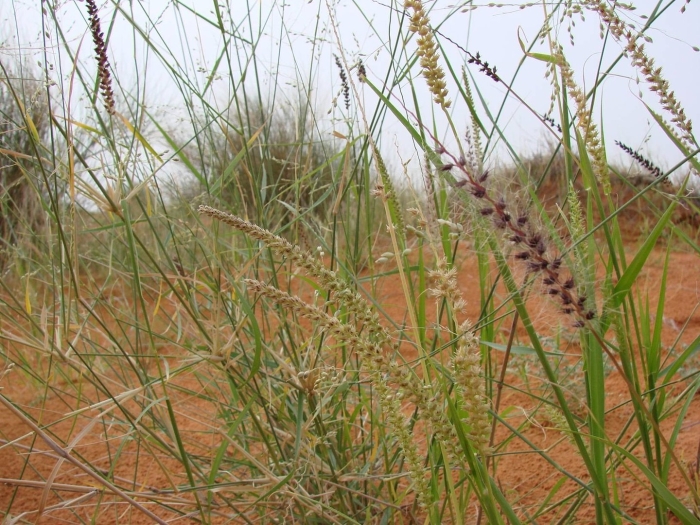 Pennisetum alopecuroides hameln
