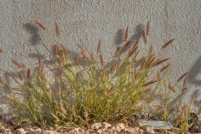 Житняк гребенчатый agropyron cristatum