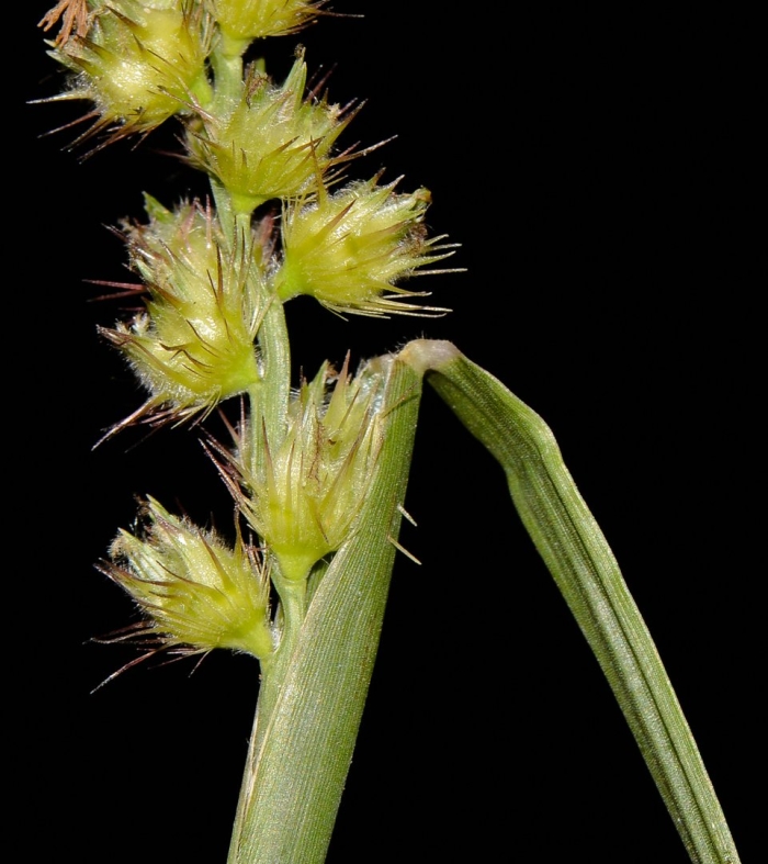 Echinochloa crusgalli