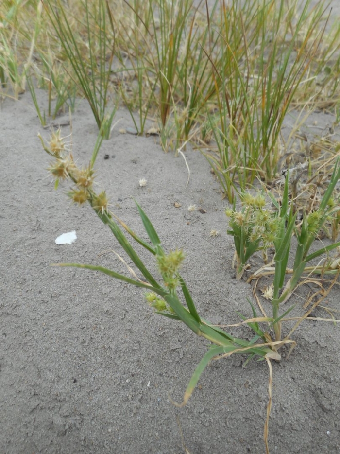 Ценхрус длинноколючковый