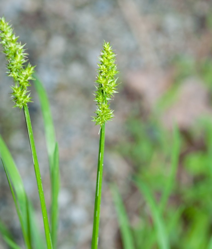 Carex stipata