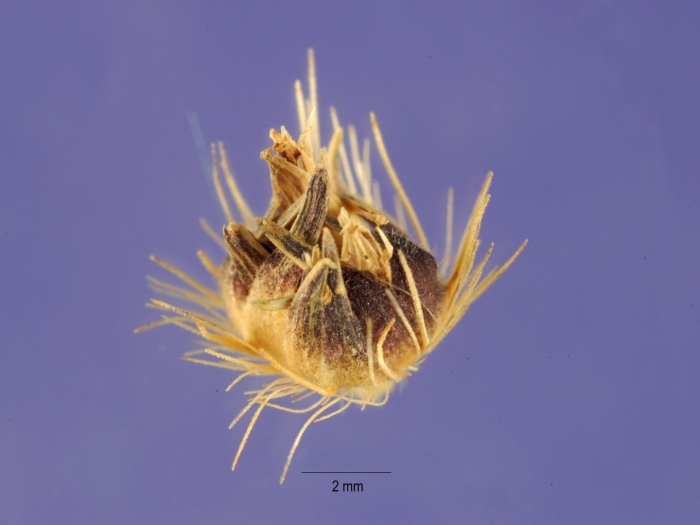 Ценхрус малоцветковый