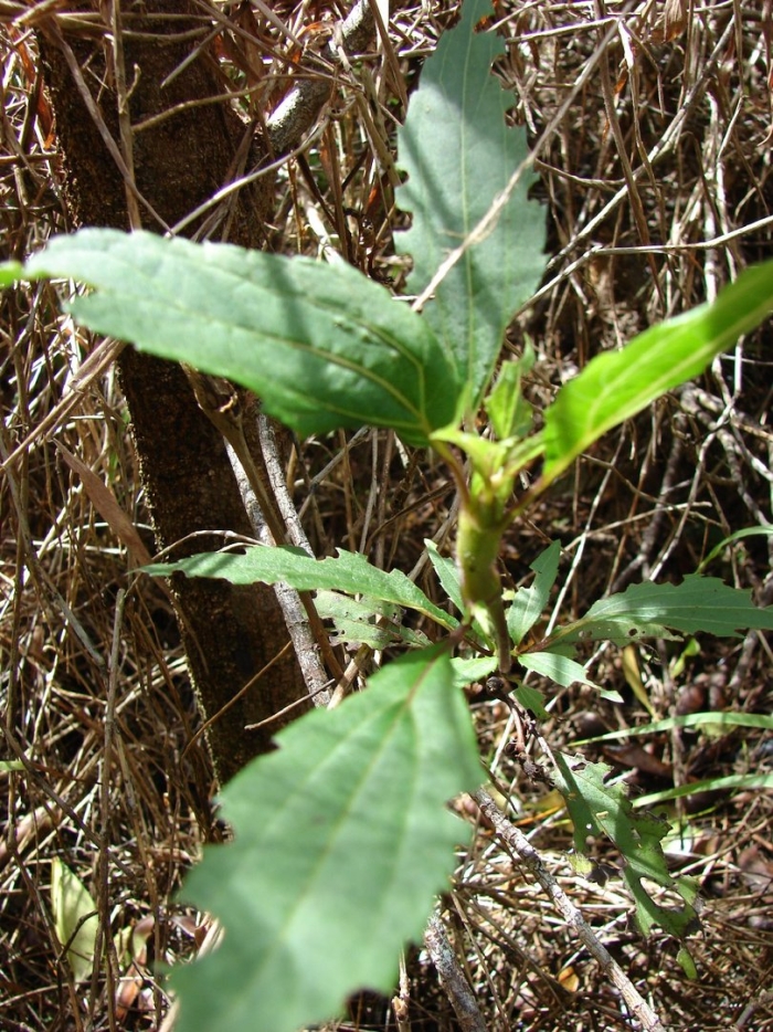 Колючещетинник шиповатый