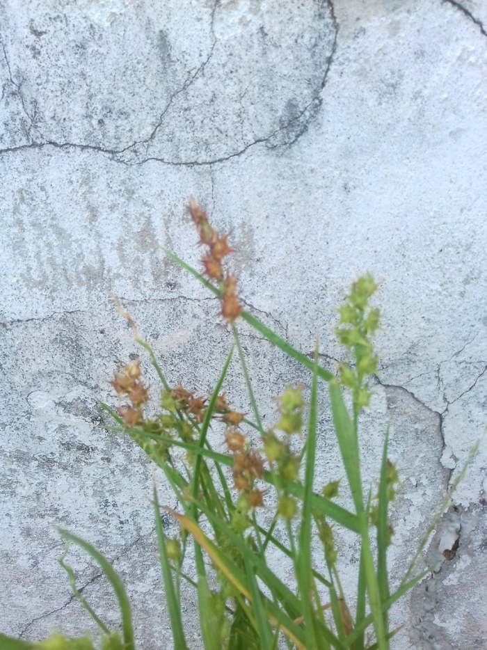 Ситник сплюснутый juncus compressus