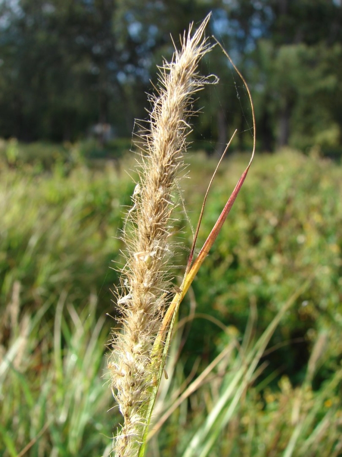 Щетинник сизый - setaria glauca