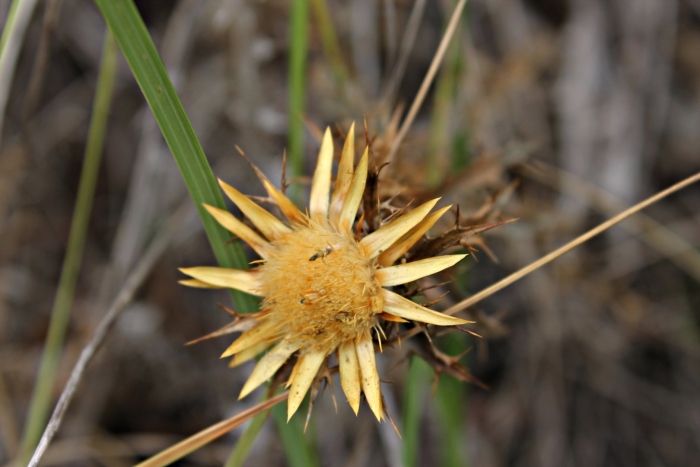 Дикий чертополох