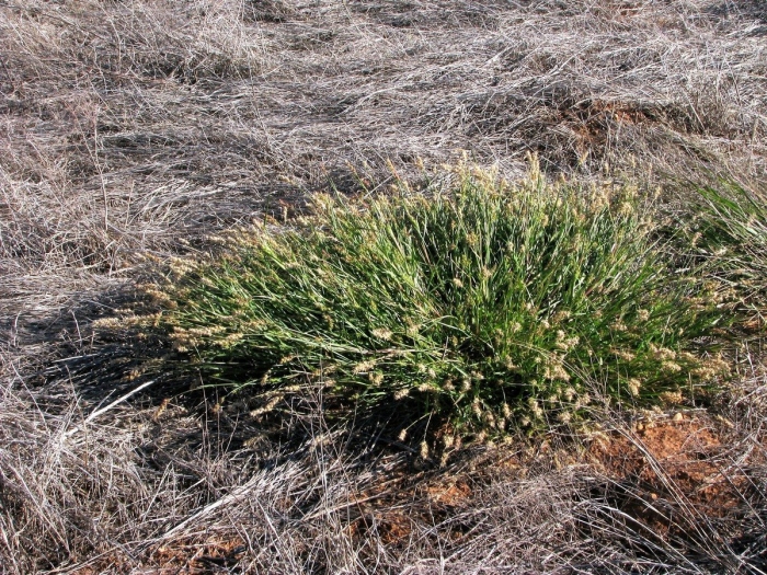 Eragrostis cumingii