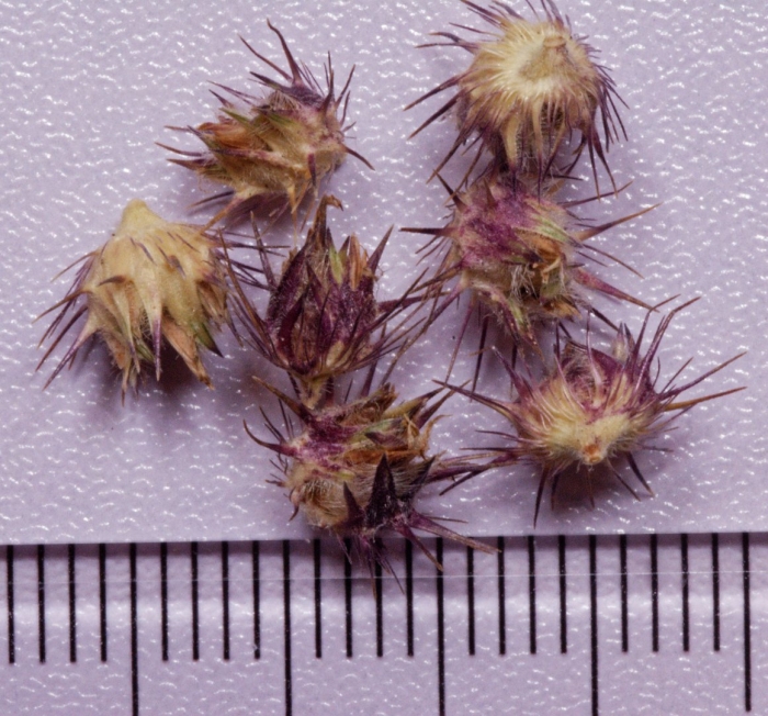 Cenchrus longispinus