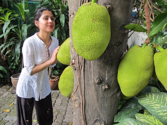 Хлебное дерево джеки фрут