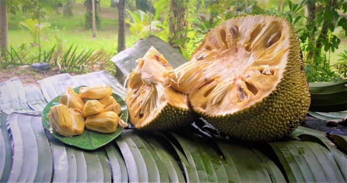 Хлебное дерево джекфрут